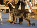 Setter Anglais CRAZY DU FIEF DE LA GARENNE